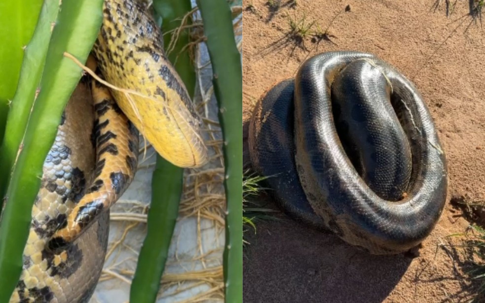 Sucuri &eacute; encontrada em casa em Buritama (SP) &mdash; Foto: Divulga&ccedil;&atilde;o