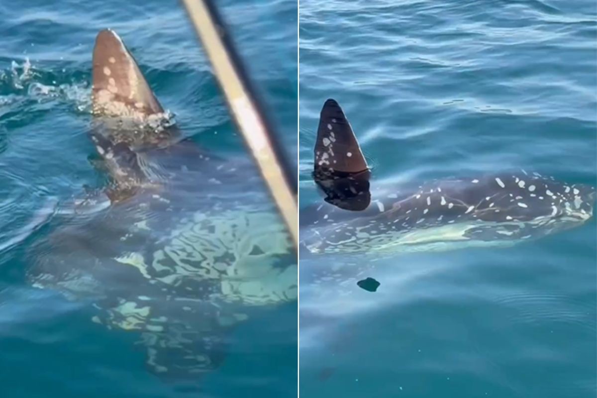 Pescador encontra um dos maiores peixes ósseos do mundo no litoral de SP: 'Dádiva de Deus'; VÍDEO 