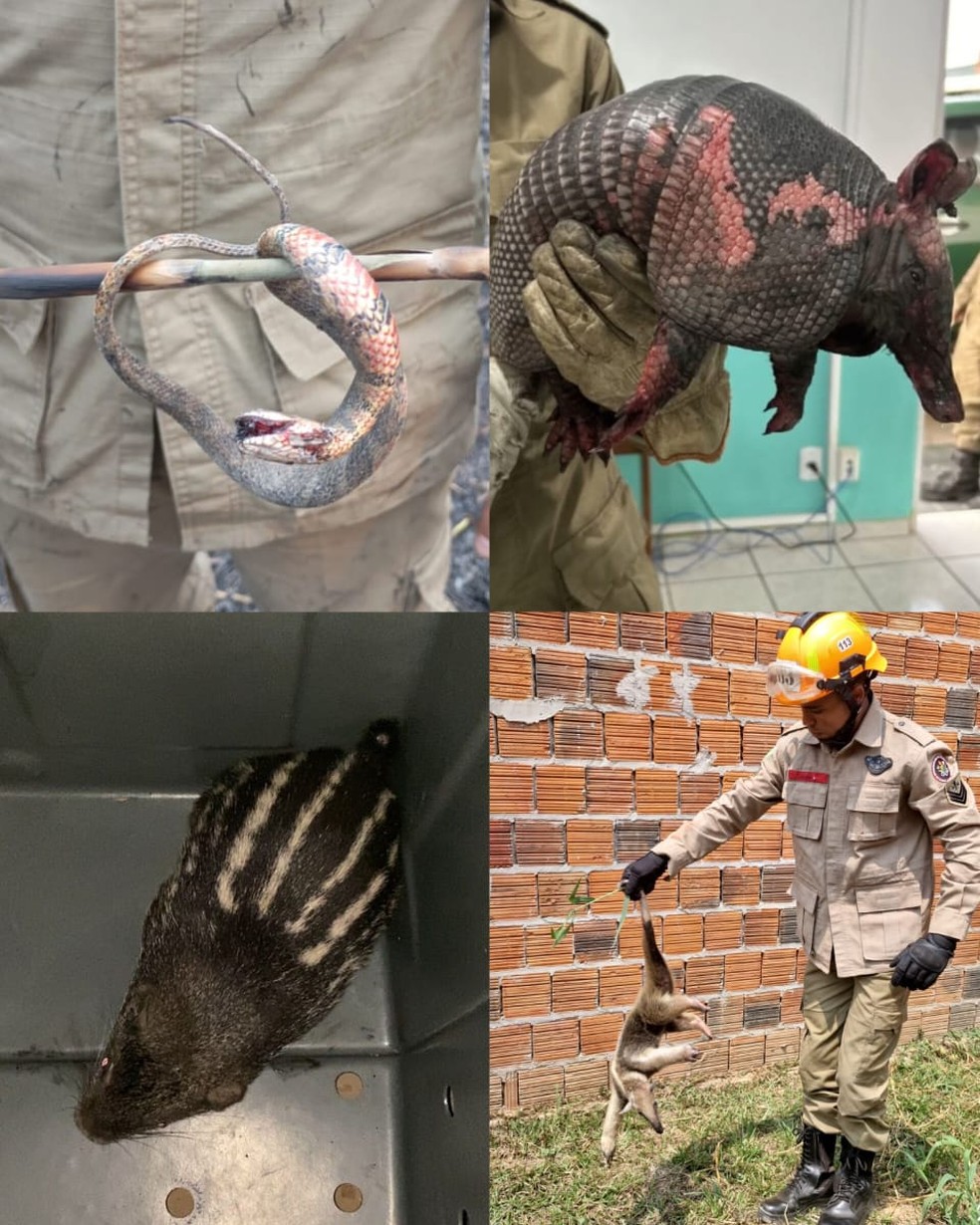 Animais são afetados com incêndios florestais no Acre — Foto: Asscom/CBMAC