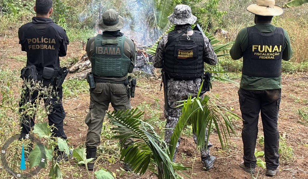 Operação destrói 6 mil pés de maconha em Terra Indígena no Pará — Foto: Polícia Federal