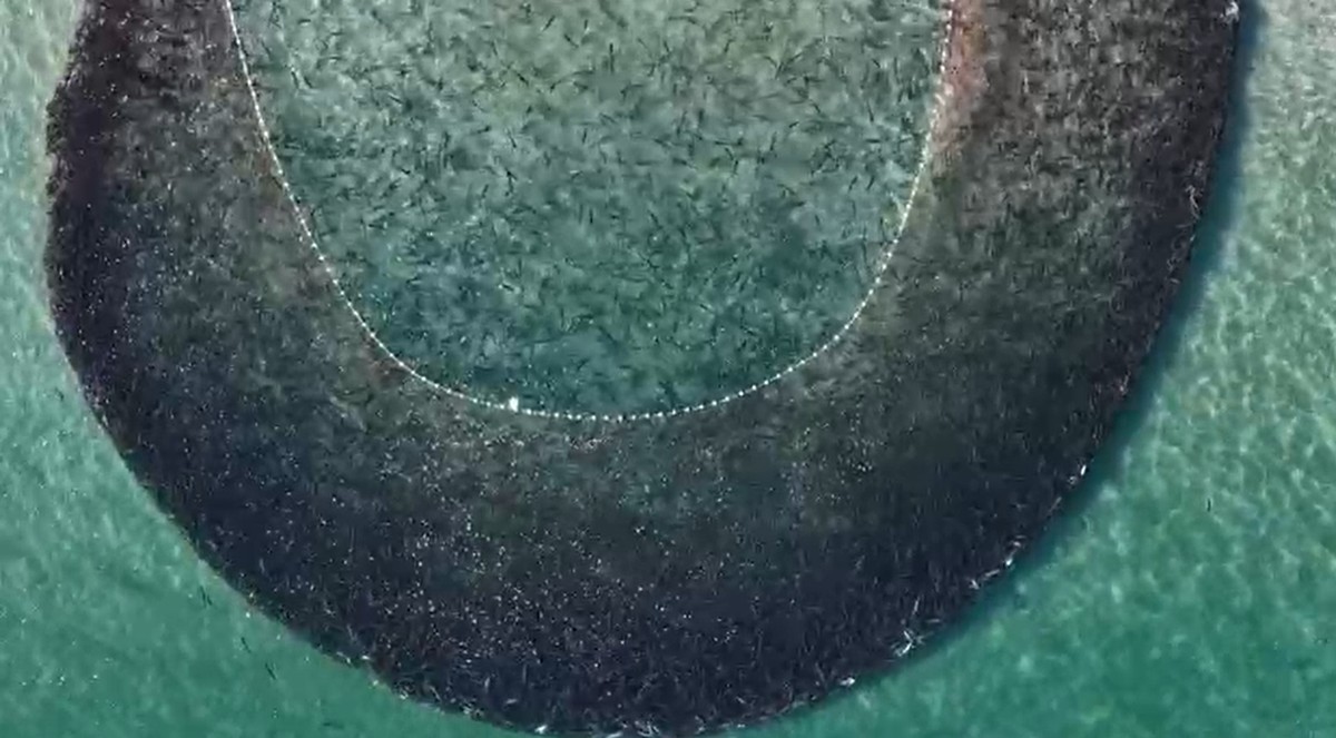 Cardume com milhares de tainhas forma 'mancha' no mar cristalino durante pesca em SC; VÍDEO