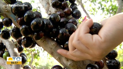 Veja quais são os destaques do Jornal do Campo deste domingo (27)