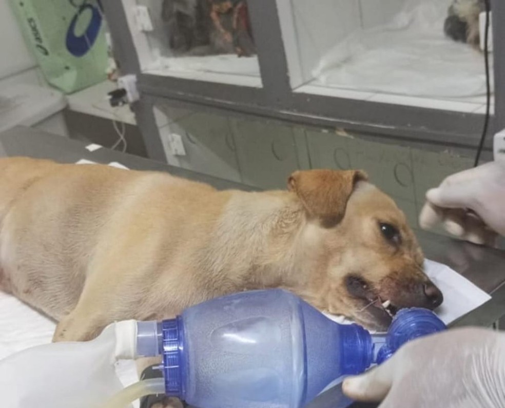 Cachorro foi atingido por bala perdida — Foto: Reprodução/Redes Sociais