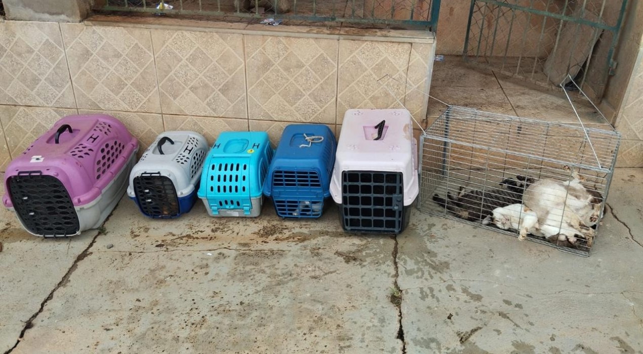 Polícia Civil resgata 12 gatos em condições insalubres e de maus-tratos em Conchas