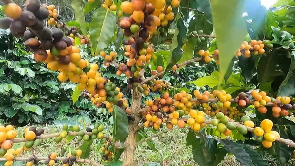 Cultivar Andina: A primeira cultivar de café conilon com potencial