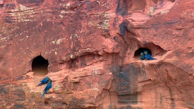 Espetáculo das araras-azuis-de-lear em paredões da Bahia é tema do Terra da Gente