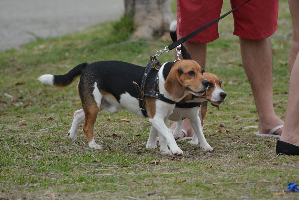 Beagles  — Foto: Douglas Pires/g1