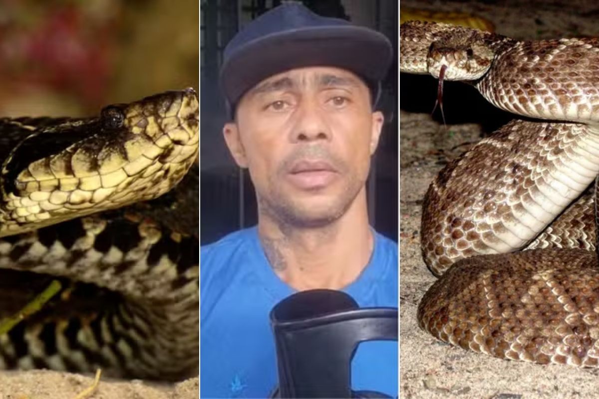 Cobra jararacuçu foi confundida com cascavel e homem tomou soro errado;  veja como identificar cada espécie