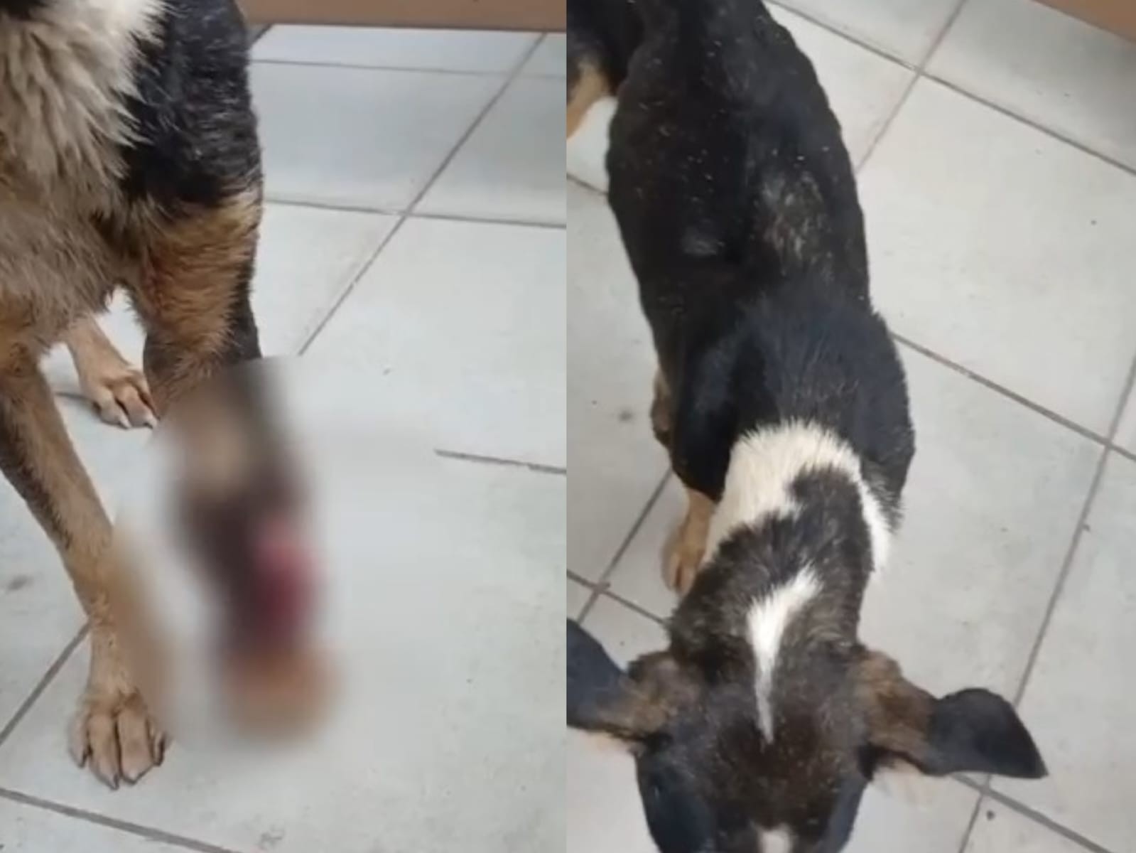 Cão morre após suposta ingestão de vidro em Maceió; duas mulheres são indiciadas