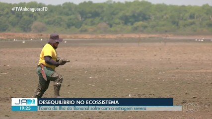 Animais de várias espécies são impactados com a seca na Ilha do Bananal