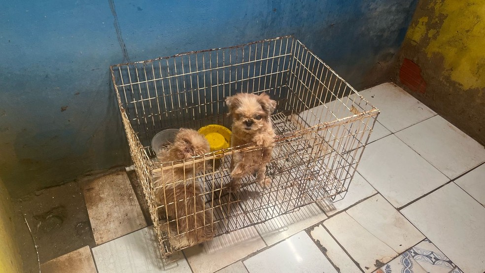 Cães resgatados de canil clandestino ficavam em jaulas sem água e alimentação. — Foto: Polícia Militar/ Divulgação