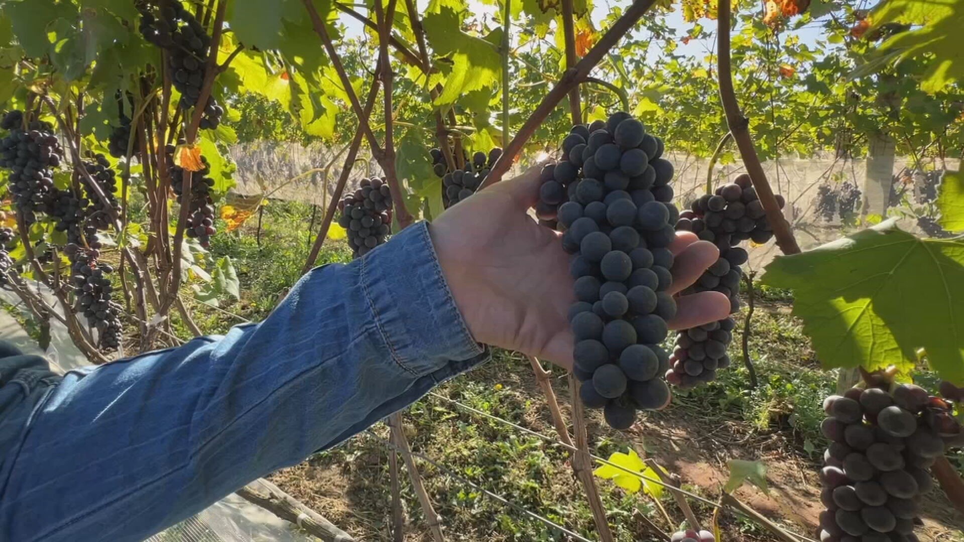 Variedade de uva italiana começa a ser produzida em São Roque