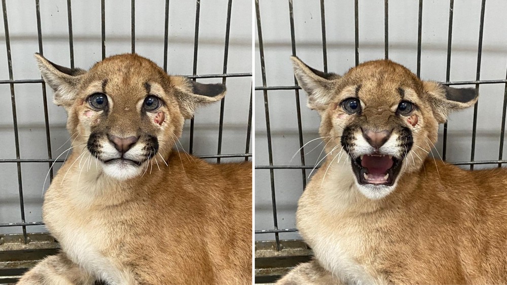 Onça-parda encontrada 'descansando' em cima de árvore é batizada como 'Suzane' em hospital veterinário de Fernandópolis (SP)