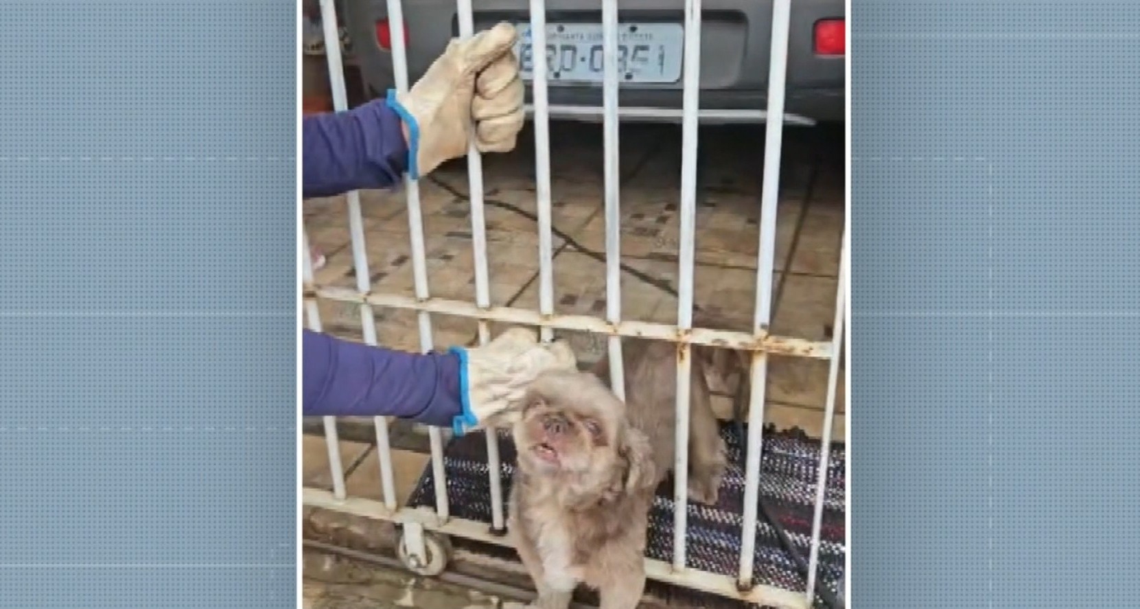 VÍDEO: cachorra é resgatada após ficar presa na grade de portão em Nova Odessa