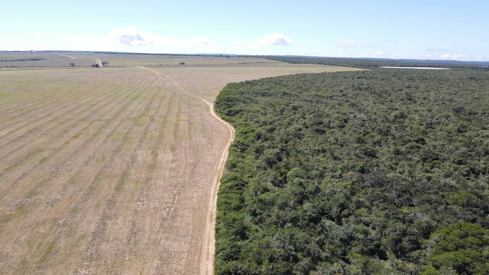 Ibama apreende 20 toneladas de soja plantadas irregularmente em área de Mata Atlântica, em Tianguá (CE) — Foto: Ibama