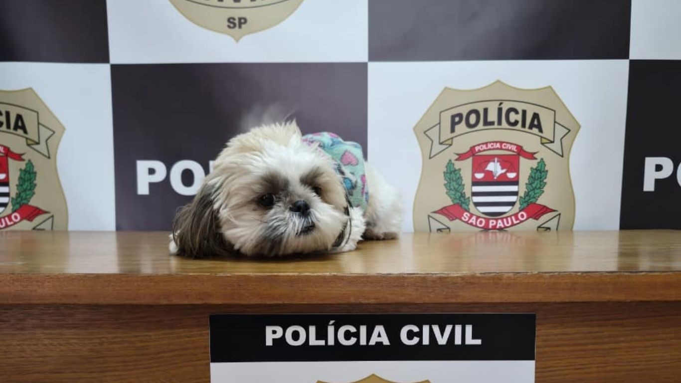 Shih Tzu furtada há 11 meses em Campinas é recuperada e devolvida a tutores pela Polícia Civil