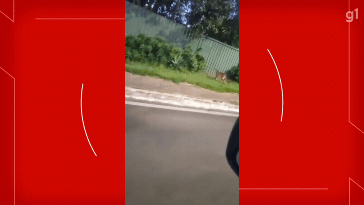 VÍDEO: Suposta onça é vista caminhando pelas ruas do Lago Norte, no DF
