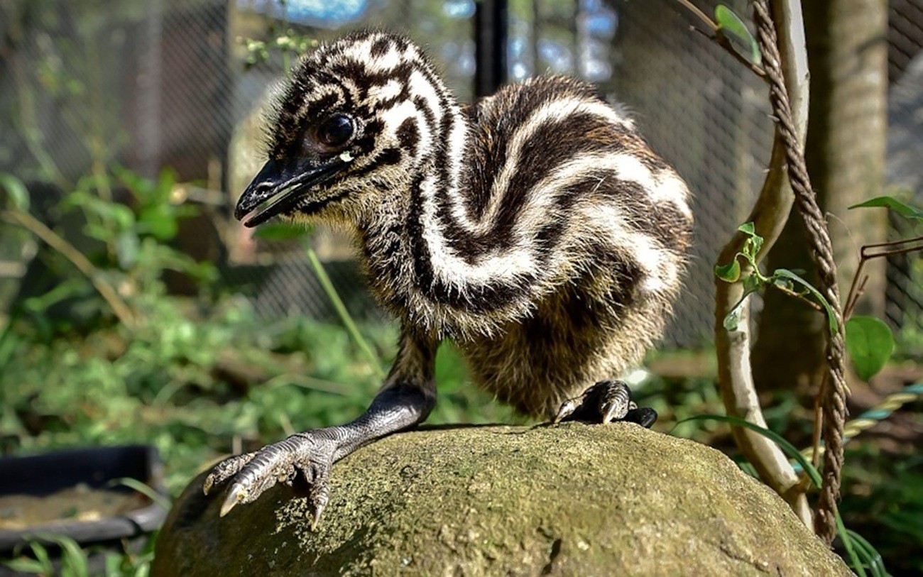 Após incubação de mais de 60 dias, filhote de emu nasce em zoológico do RS; conheça espécie de ave que não voa