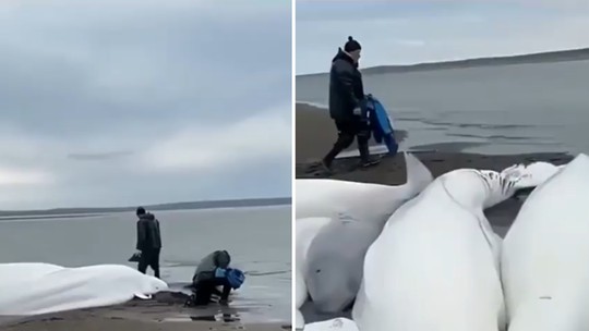 É #FAKE que vídeo mostre baleias-beluga encalhadas em praia horas antes de tsunami na Rússia; posts usam gravação de 2023 - Posts enganosos usam vídeo de agosto de 2023, quando belugas encalharam em uma praia da Península de Kamchatka, na Rússia. Conteúdo falso começou a circular após o terremoto que causou um tsunami na região em 29 de julho deste ano.