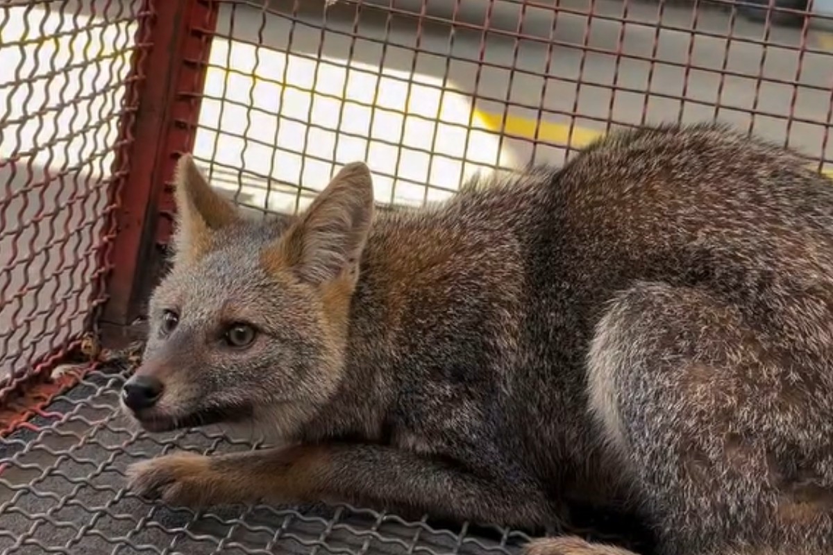 Assustada, raposinha-do-campo é resgatada em área urbana de Presidente Venceslau: ‘Muito dócil’, aponta biólogo