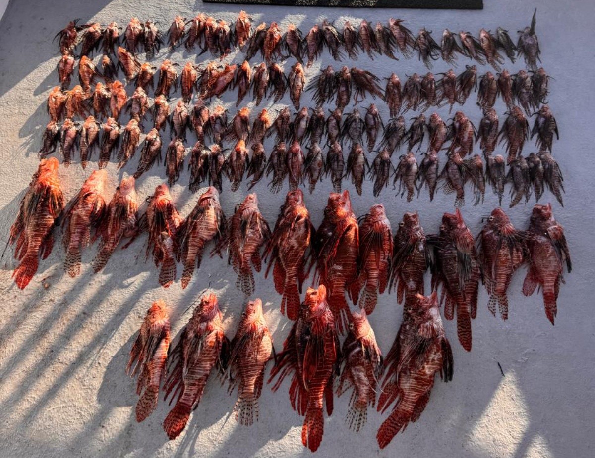Captura de 138 peixes-leão reforça alerta sobre espécie invasora em Noronha