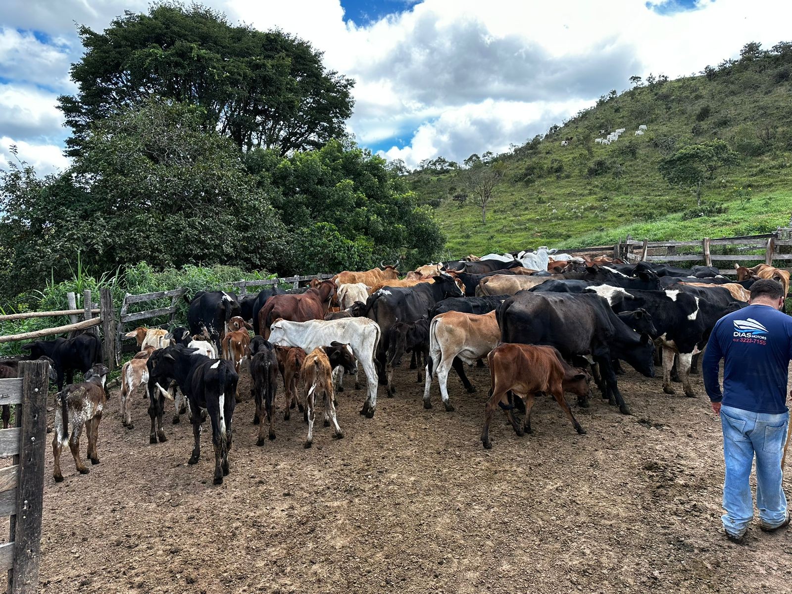 Homem compra 74 cabeças de gado, não paga e animais são recuperados pela polícia em São Roque de Minas