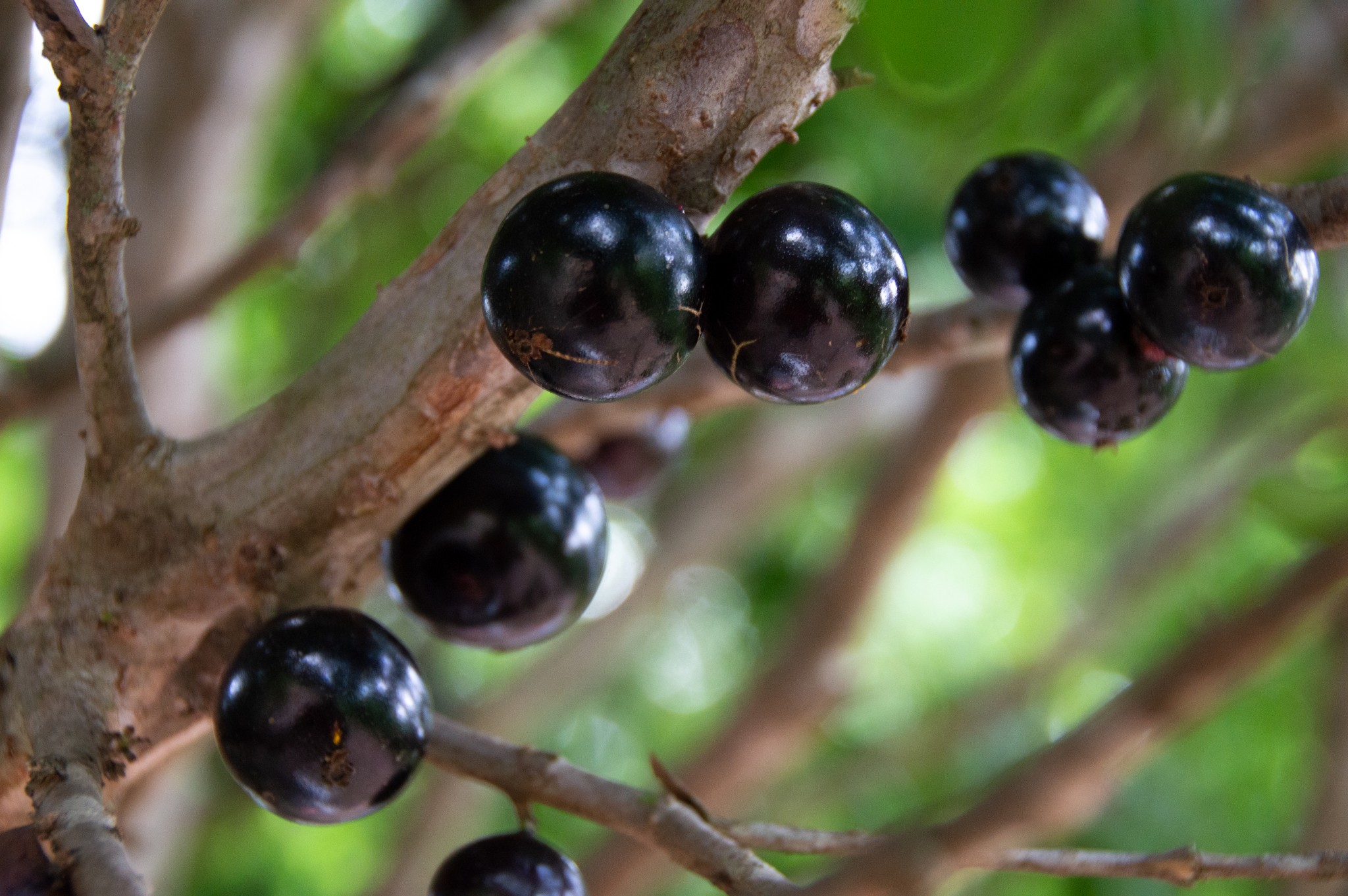 Por que os frutos da jabuticaba nascem direto do tronco?