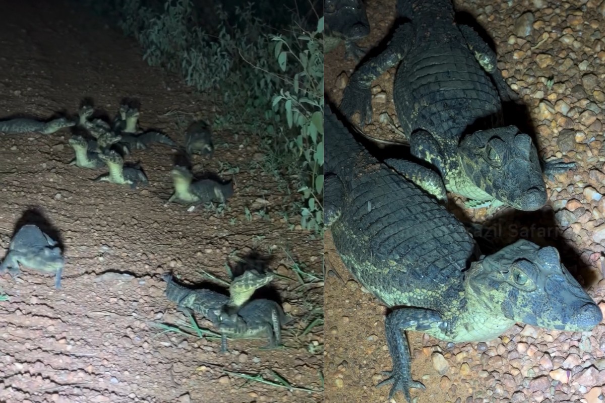 Ninhada de jacarés aparece em estrada no Pantanal e vídeo impressiona