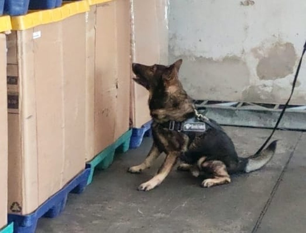 Cães da Receita Federal localizam pacote dos Correios com 3,5 kg de cocaína em Teresina — Foto: Divulgação /Receita Federal
