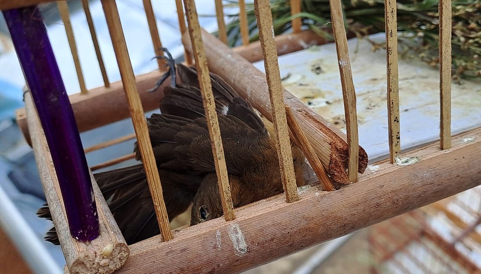Fiscais encontram pássaros da espécie curió mortos em operação no Tocantins — Foto: Divulgação/Naturatins/Governo do Tocantins