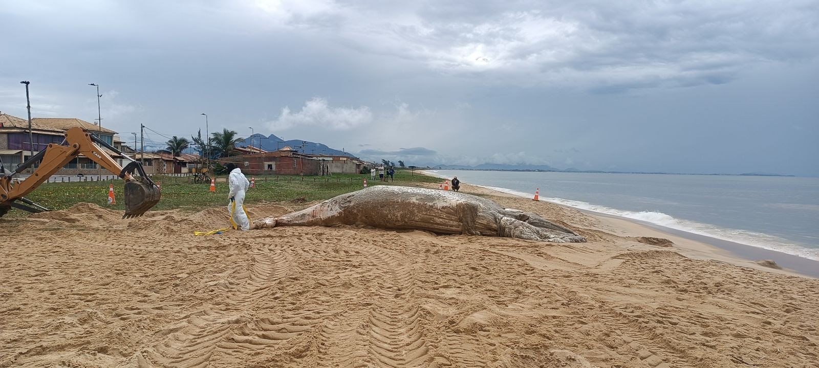 Baleia-jubarte é encontrada morta na praia de Unamar, em Cabo Frio