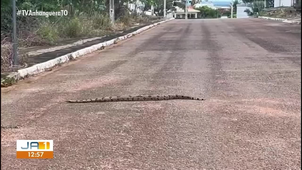 VÍDEOS: Jornal Anhanguera 1ª Edição-TO de sexta-feira, 3 de abril de 2026
