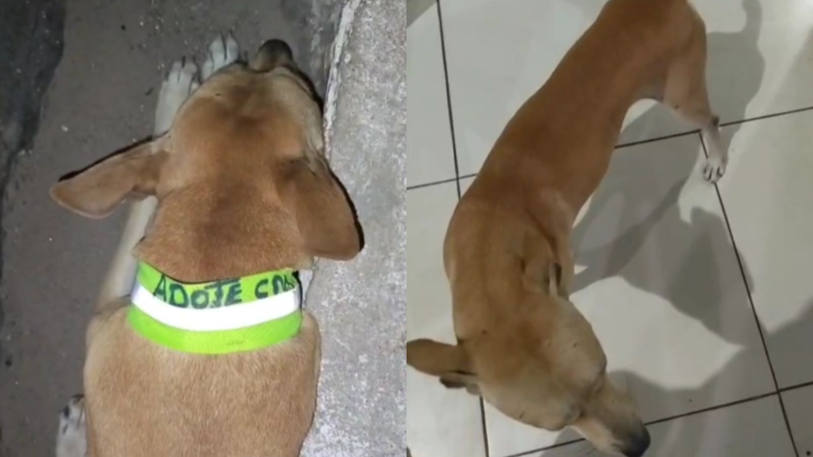 Projeto entrega coleiras refletivas para cães em situação de rua no PI; protetora denuncia roubos