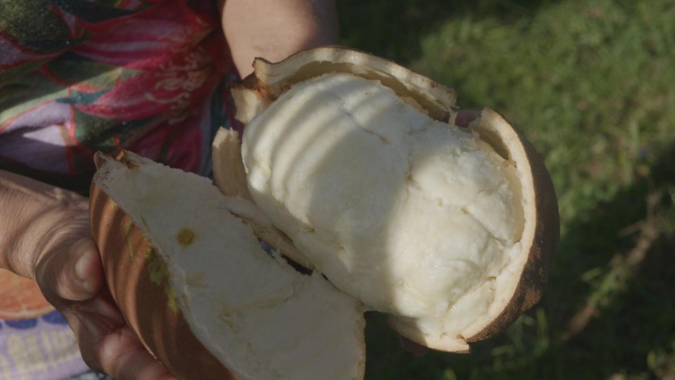 Cupua&ccedil;u cultivado na propriedade de um dos cooperados da RECA (Reflorestamento Econ&ocirc;mico Consorciado e Adensado), no distrito de Nova Calif&oacute;rnia, em Porto Velho (RO). &mdash; Foto: Reprodu&ccedil;&atilde;o/Redes sociais