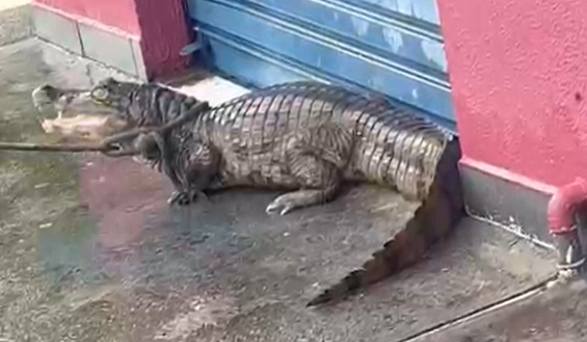 VÍDEO: Jacaré aparece em avenida de Manaus após chuva e é resgatado pelos bombeiros