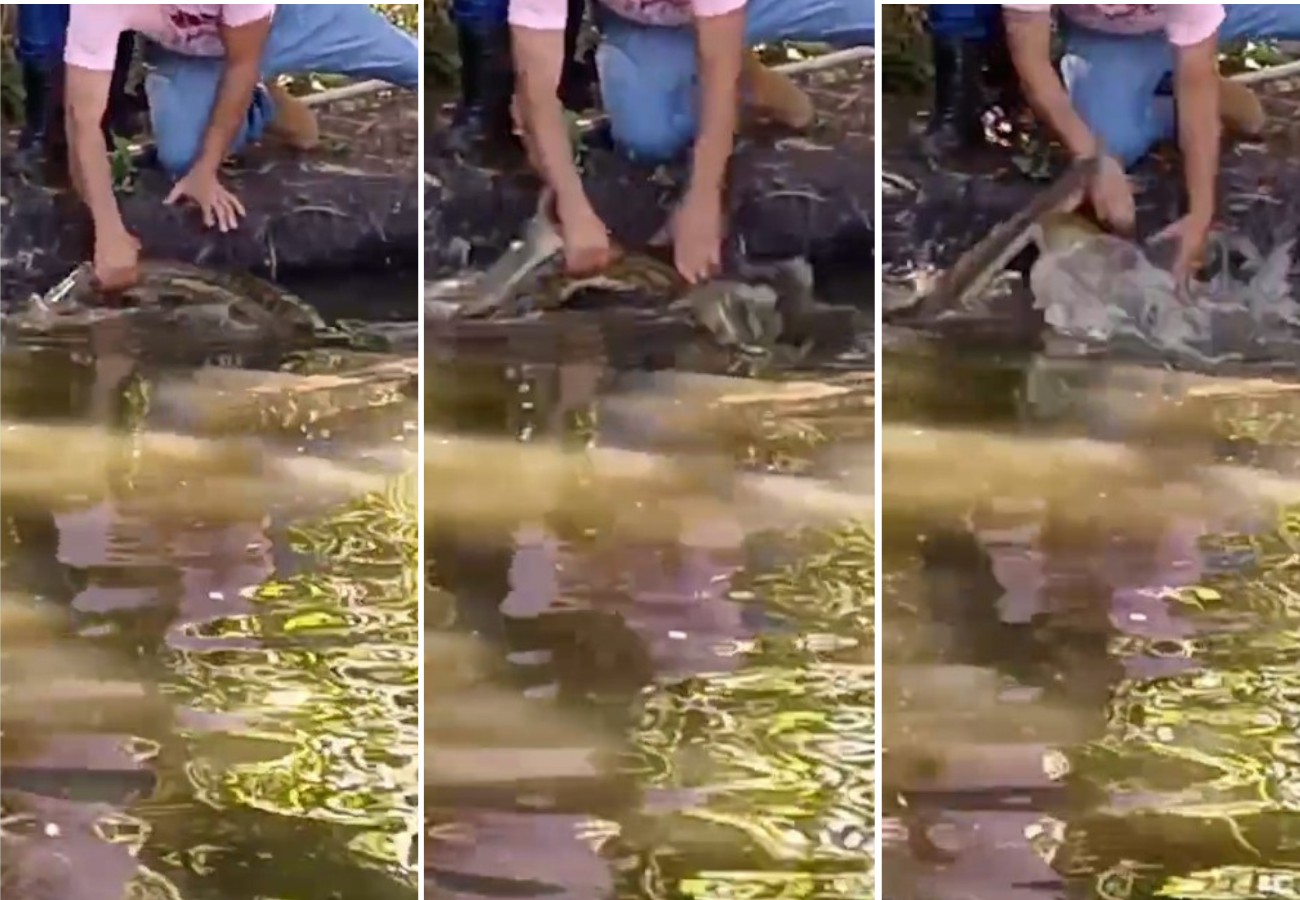 VÍDEO: sucuri de três metros dá bote na mão de agente da Defesa Civil durante resgate em represa