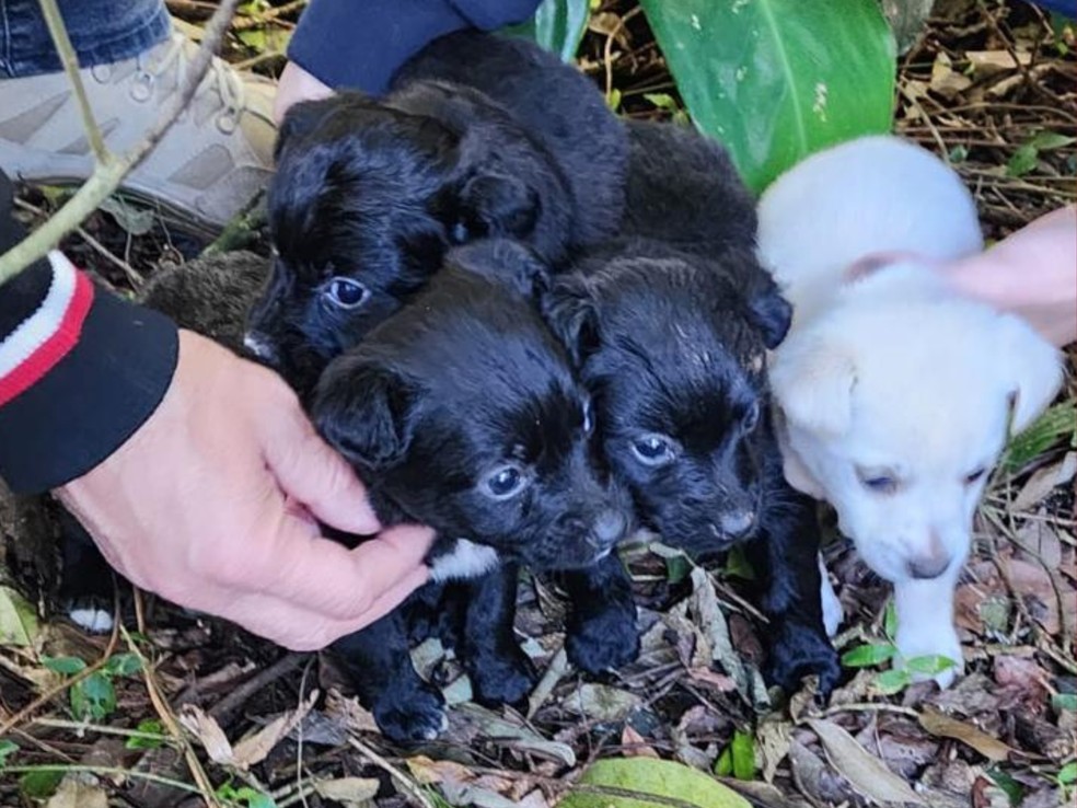 Cachorros resgatados de dentro do buraco — Foto: Reprodução