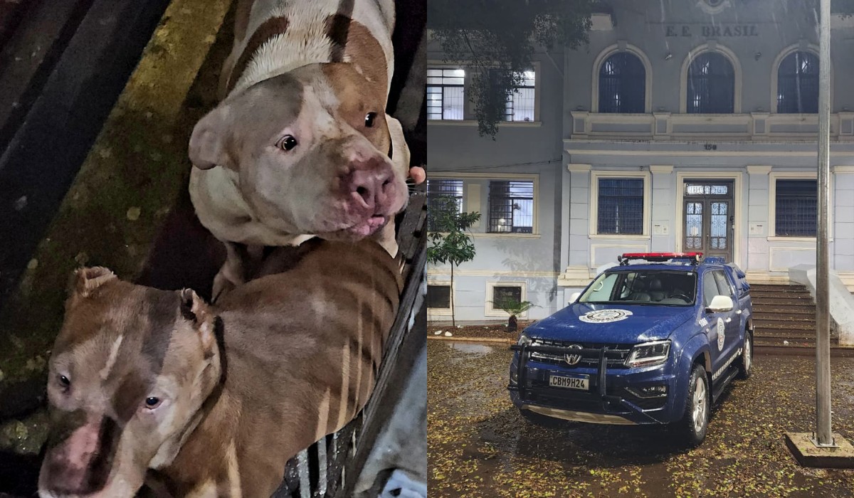 Pitbulls invadem escola estadual durante uma entrega de merenda em Limeira; ninguém ficou ferido