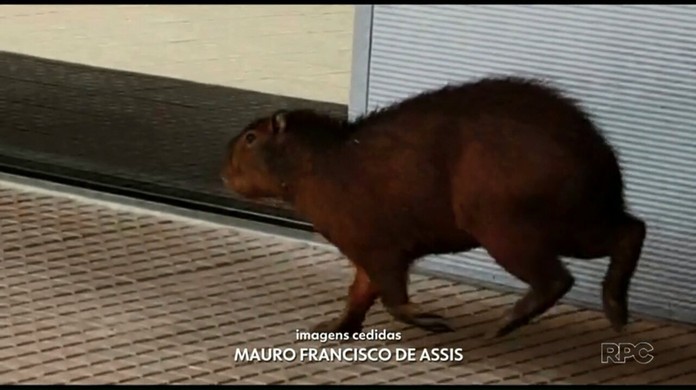 capivara comunist