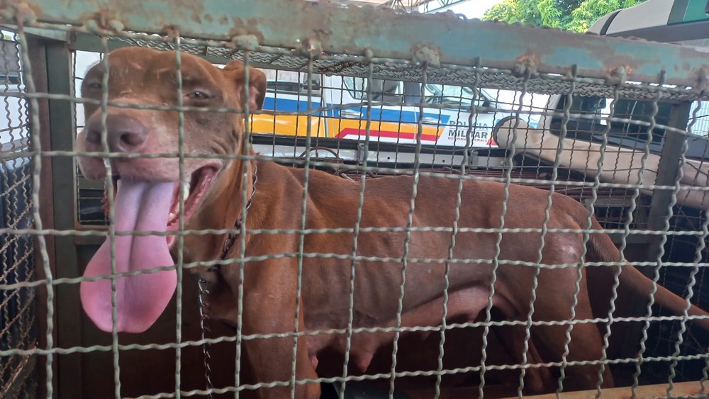 Em meio a fezes e sem alimento, nove cães são resgatados com sinais de maus-tratos em Ituiutaba