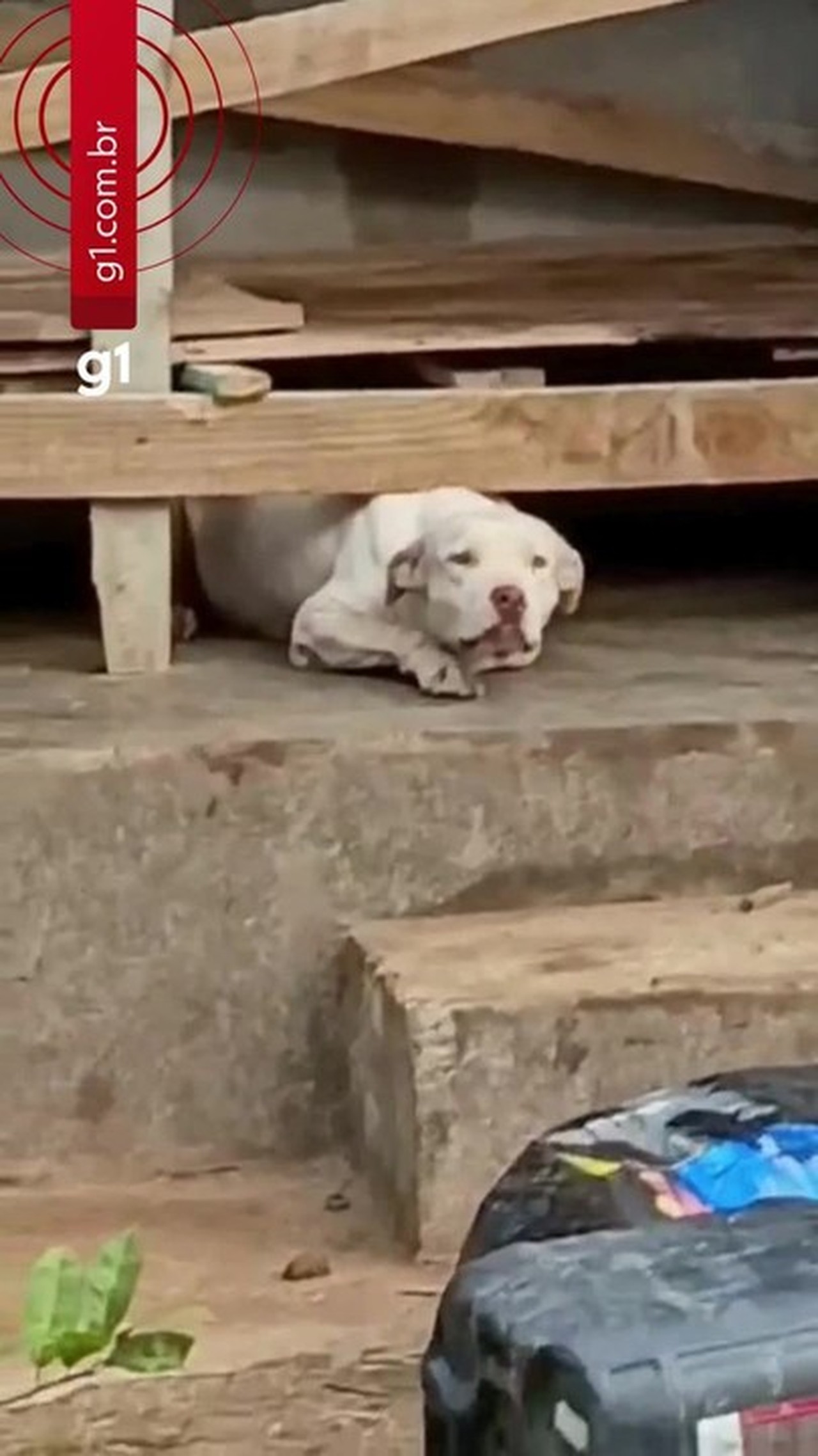 Seis pit bulls são abandonados sem comida em casa no litoral de SP, diz protetora; VÍDEO