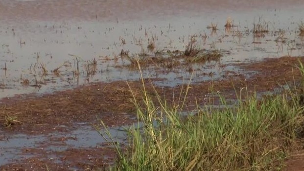 Chuvas afetam produção de arroz no noroeste do Paraná