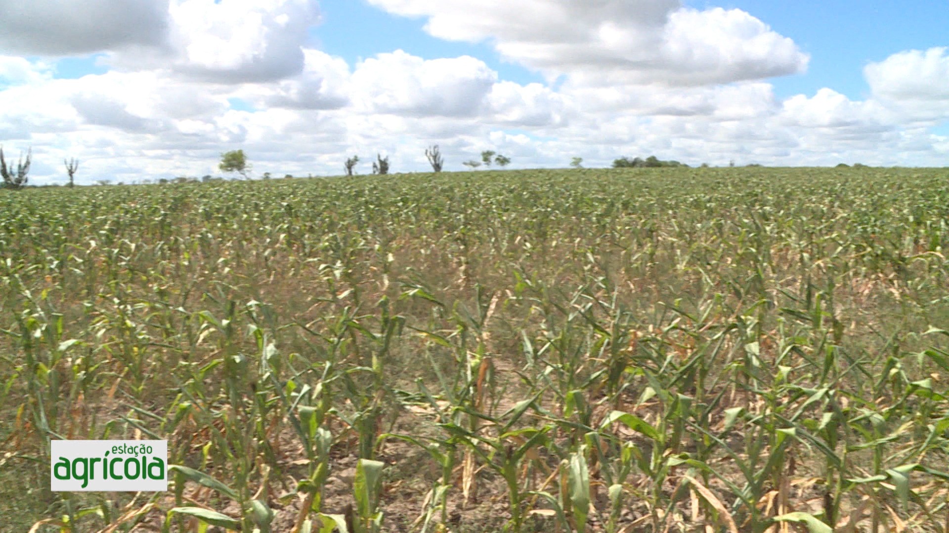 VÍDEOS: Estação Agrícola, 11 de outubro de 2026
