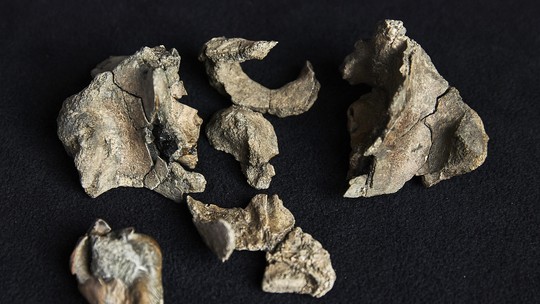 Fósseis de baleia aparentemente fofa, mas perigosa, são encontrados na Austrália - Museu Victoria reconstrói crânio de mammalodon, achado em 2019, revelando predador veloz que viveu no Oligoceno na costa de Victoria.