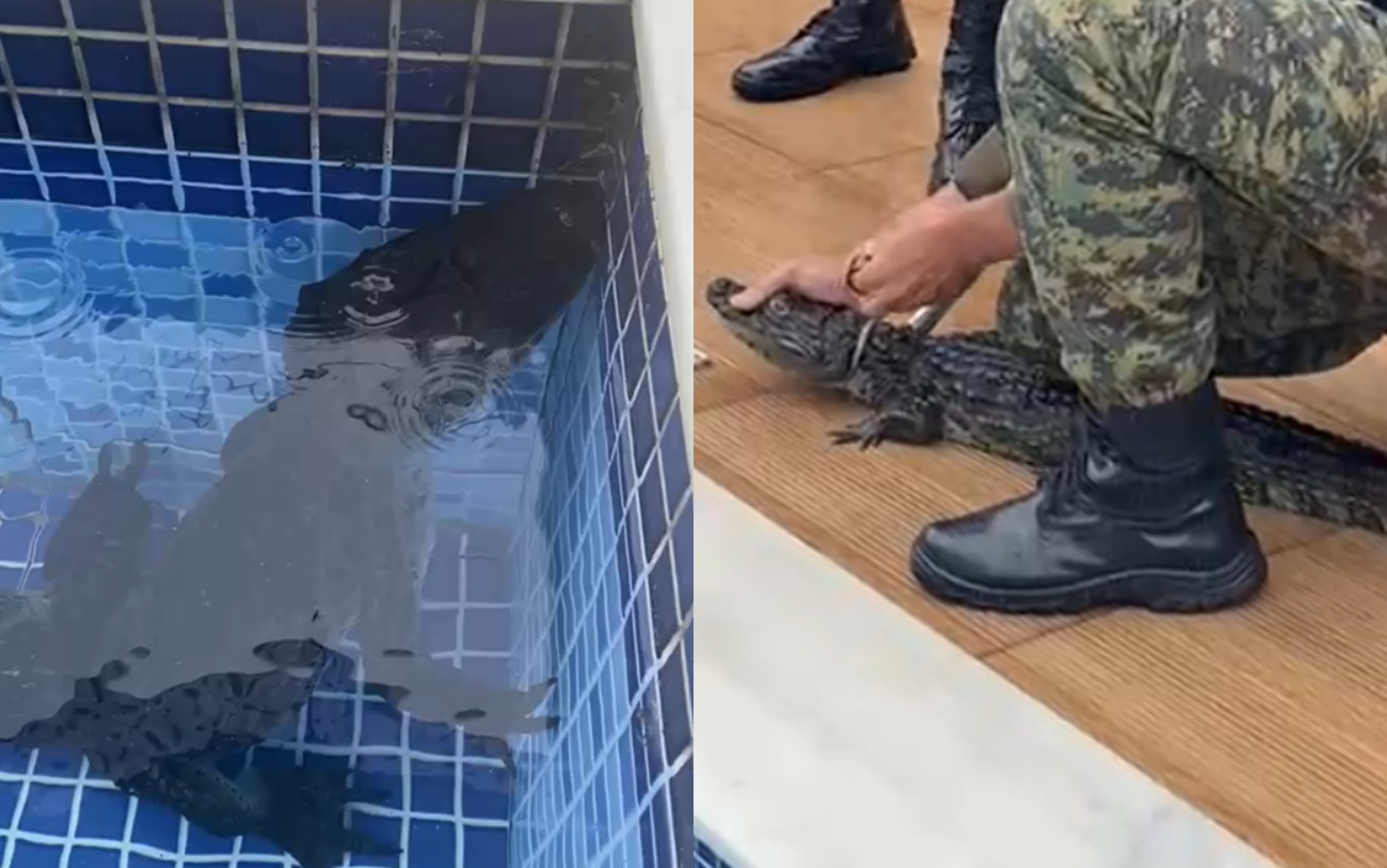 Jacaré aparece nadando em piscina de condomínio em Aldeia; VÍDEO