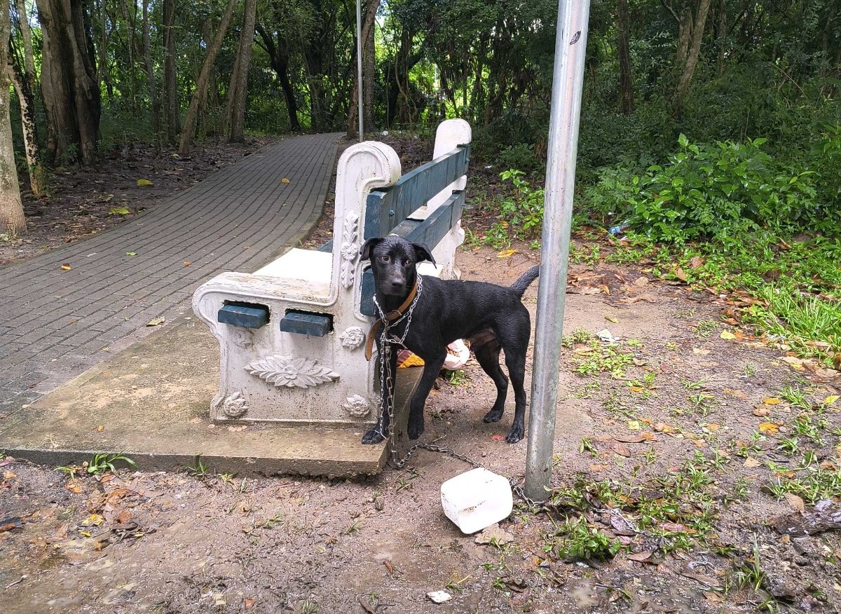 VÍDEO: cachorro é abandonado acorrentado em praça no interior de São Paulo