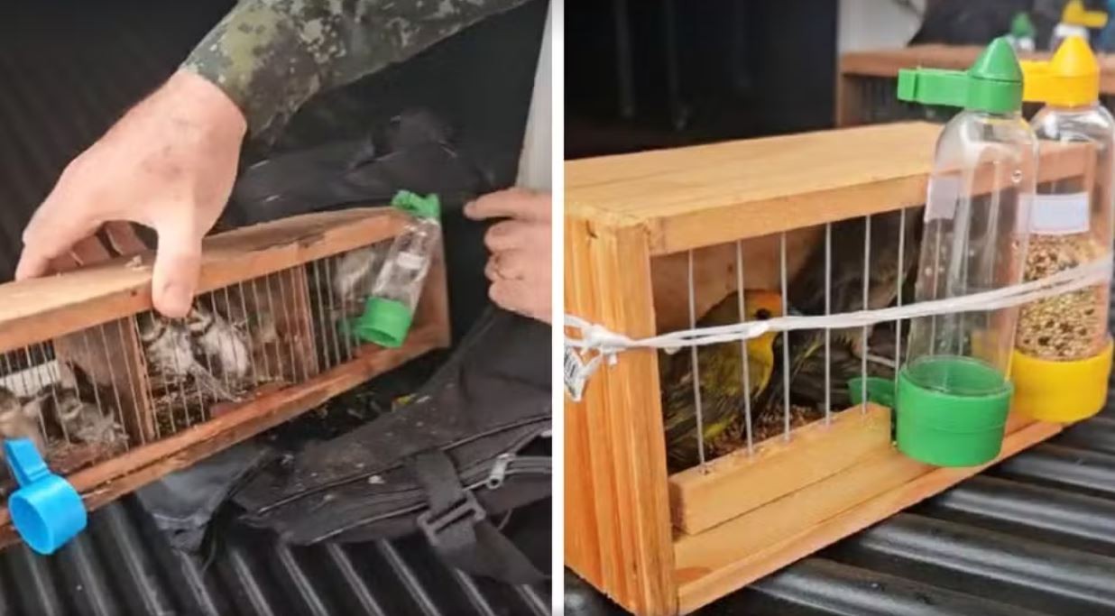 VÍDEO: 17 aves são encontradas dentro de mala fechada em SP; passageiros de ônibus levam multa de quase R$ 60 mil por maus-tratos