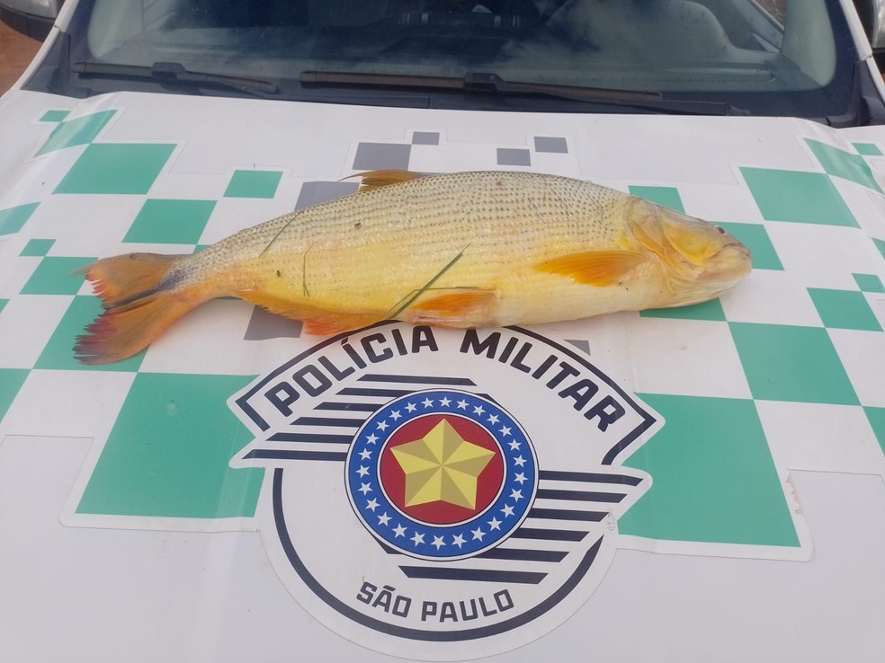 Homens são multados ao transportarem dourado em Adamantina (SP) — Foto: Polícia Ambiental