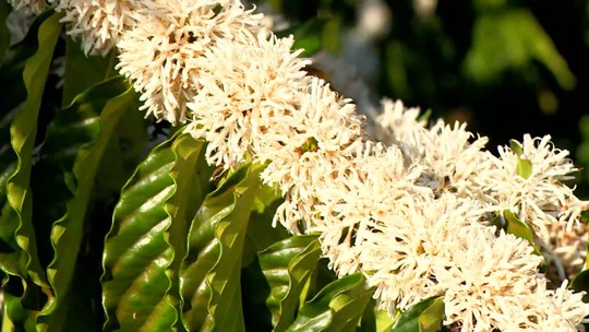 Flor de café conilon vira chá e pesquisadores estudam viabilidade do produto para o mercado - Estudos da Fazenda Experimental da Universidade Federal do Espírito Santo (Ufes), em São Mateus, Norte do estado, ainda são iniciais e buscam analisar potencial de todas as partes do café.