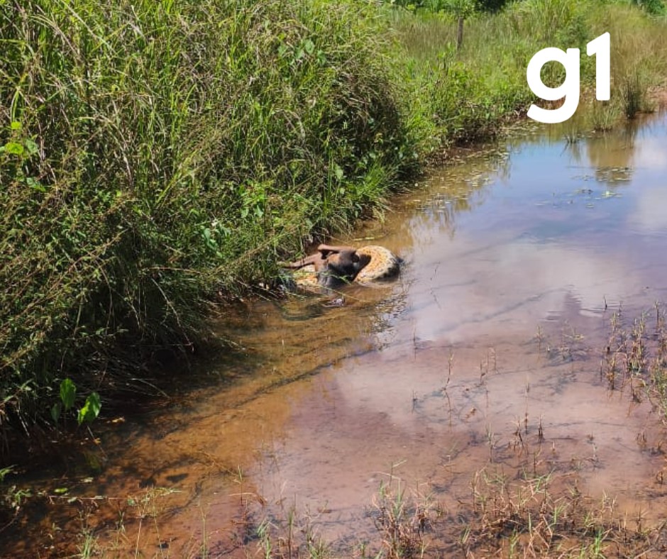 Sucuri-verde de aproximadamente 4 metros mata cachorro de morador em Várzea Grande (MT); vídeo